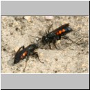 Anoplius viaticus - Wegwespe 37b Streit am Nest.jpg